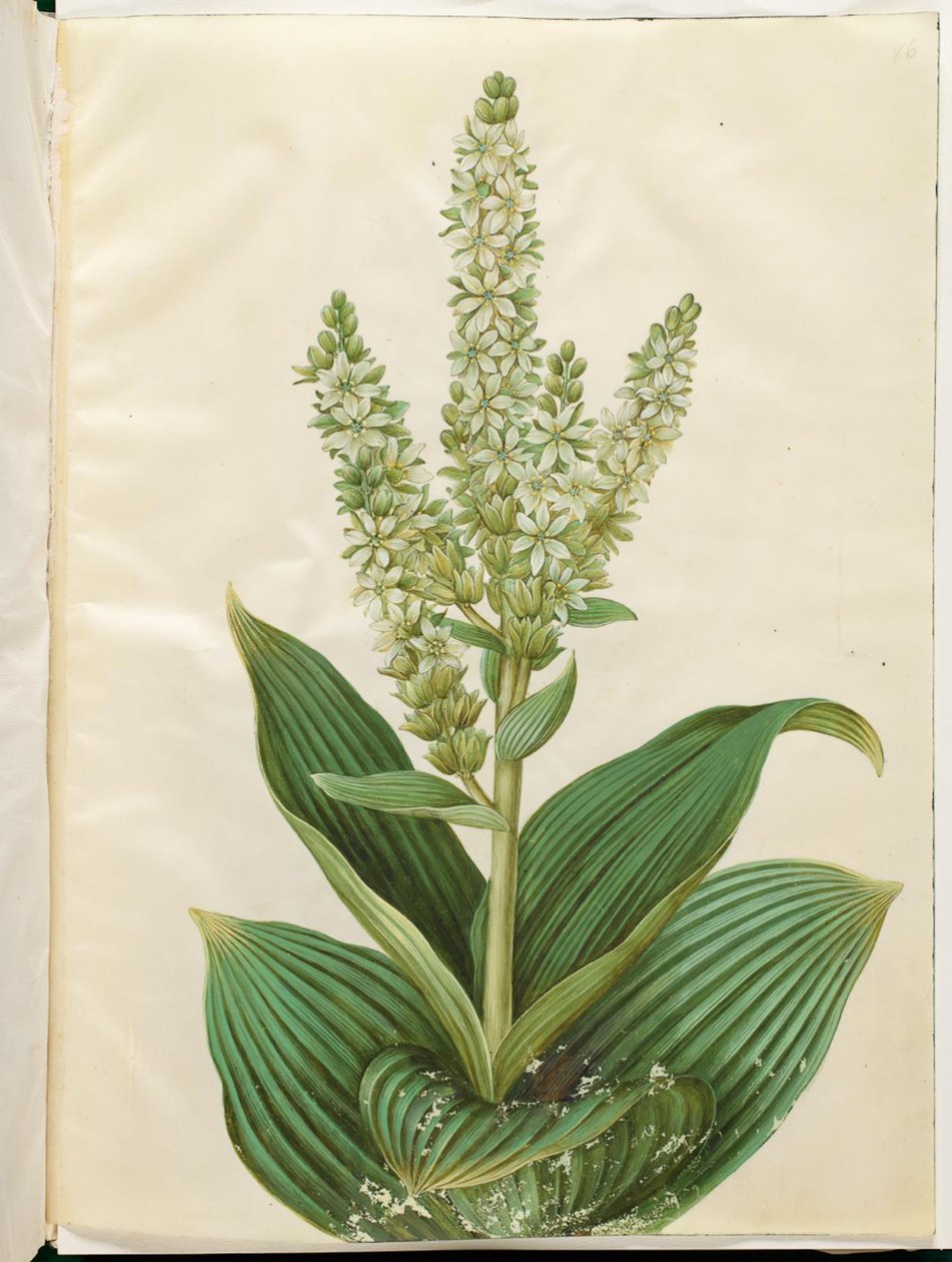 Veratrum albumi (valkoinen taittuva lehti) tekijältä Hans Simon Holtzbecker