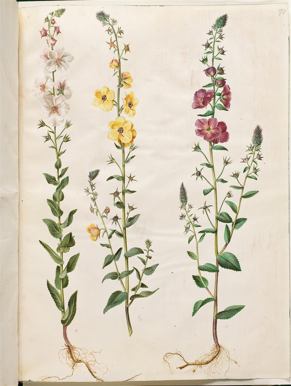 Verbascum blattaria (klase-kongelys); Foinikialainen verbascum (violetti-congelys) tekijältä Hans Simon Holtzbecker