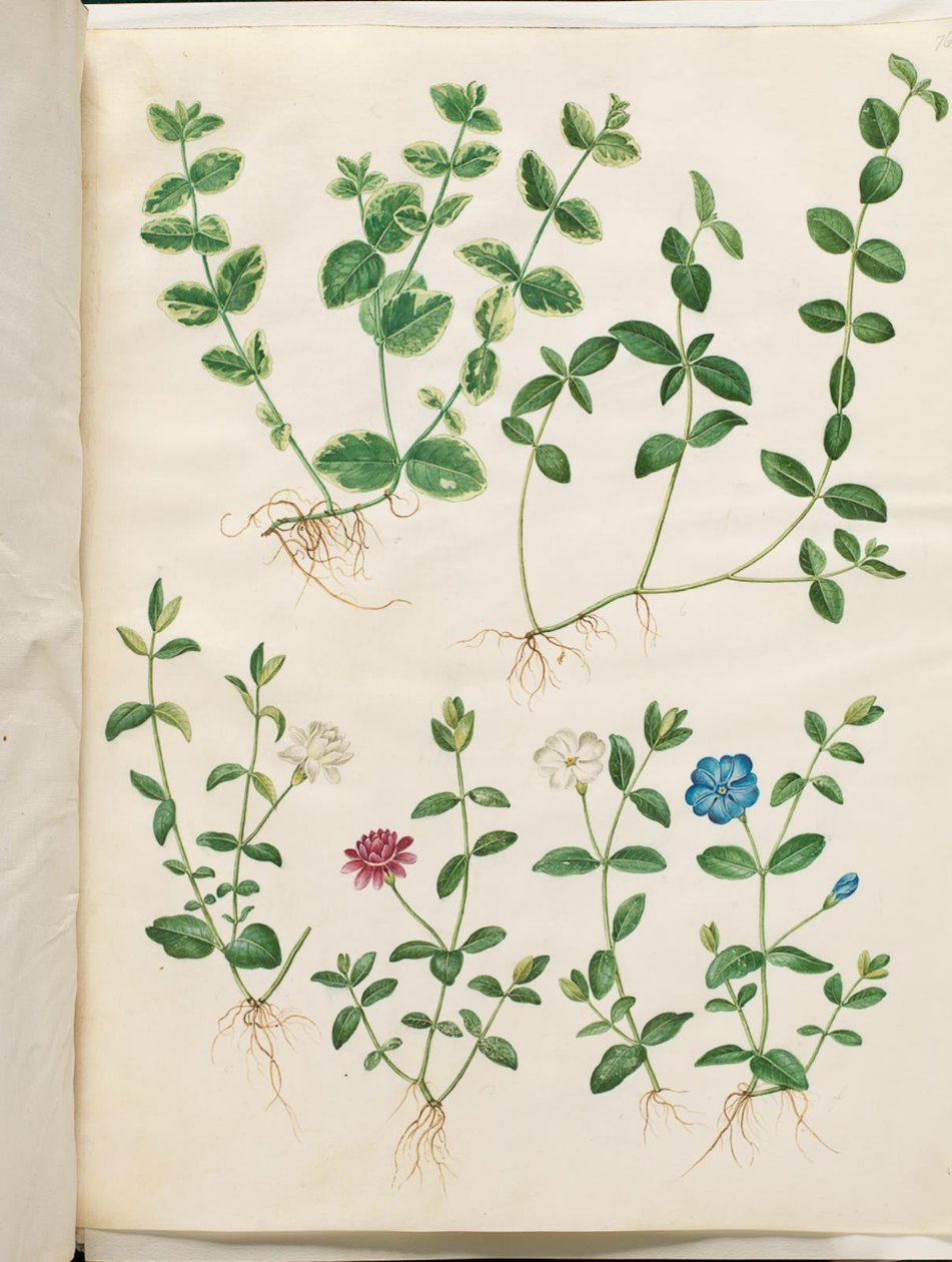 Vinca molli (pieni ikivihreä) tekijältä Hans Simon Holtzbecker