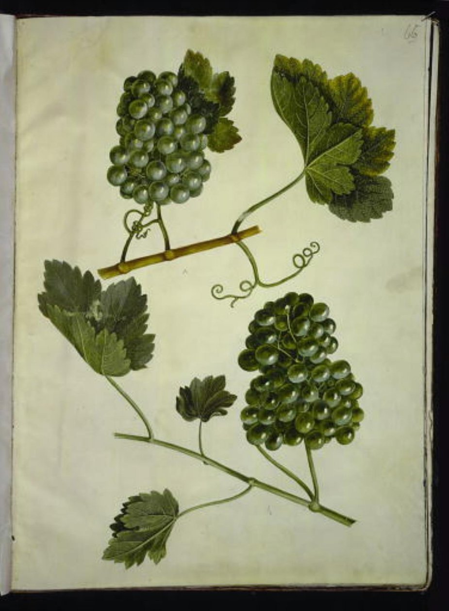 Vitis vinifera (tavallinen viini) tekijältä Hans Simon Holtzbecker