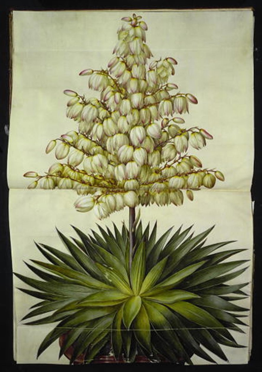 Yucca gloriosa (upea palmulilja) tekijältä Hans Simon Holtzbecker