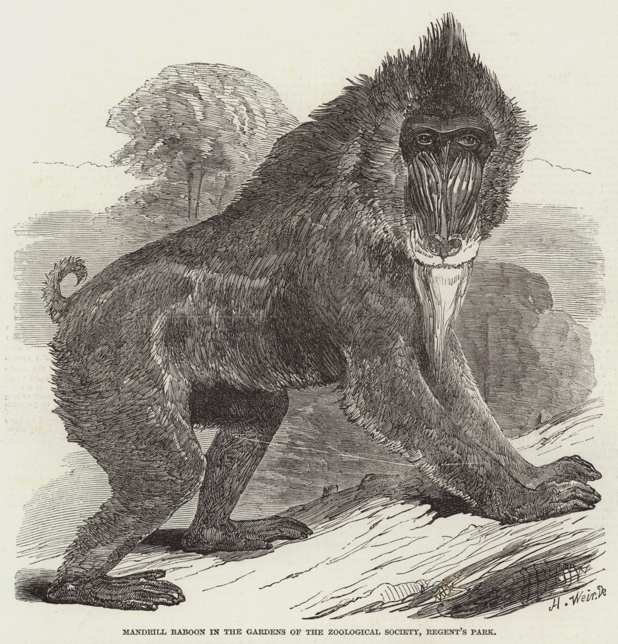 Mandrill-paviaani Zoological Societyn puutarhoissa, Regent