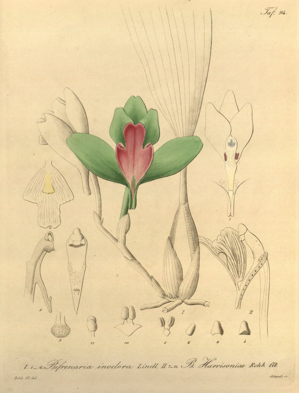 Bifrenaria hajuton + harrisonia tekijältä Heinrich Gustav Reichenbach