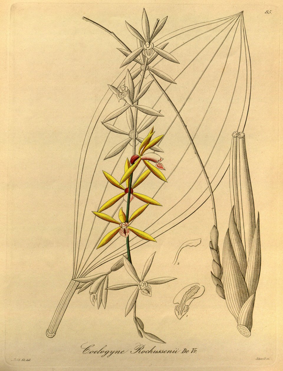 Coelogyne rochussenii tekijältä Heinrich Gustav Reichenbach