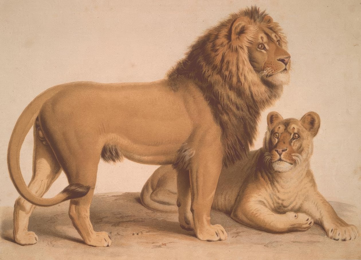 Leijona / Felis Leo tekijältä Heinrich Leutemann