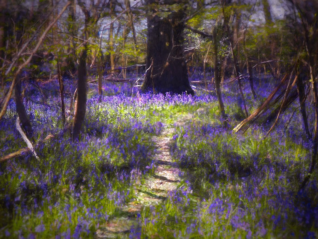 Light-Dappled Bluebells, 2021 (digitaalinen maalaus) tekijältä Helen White