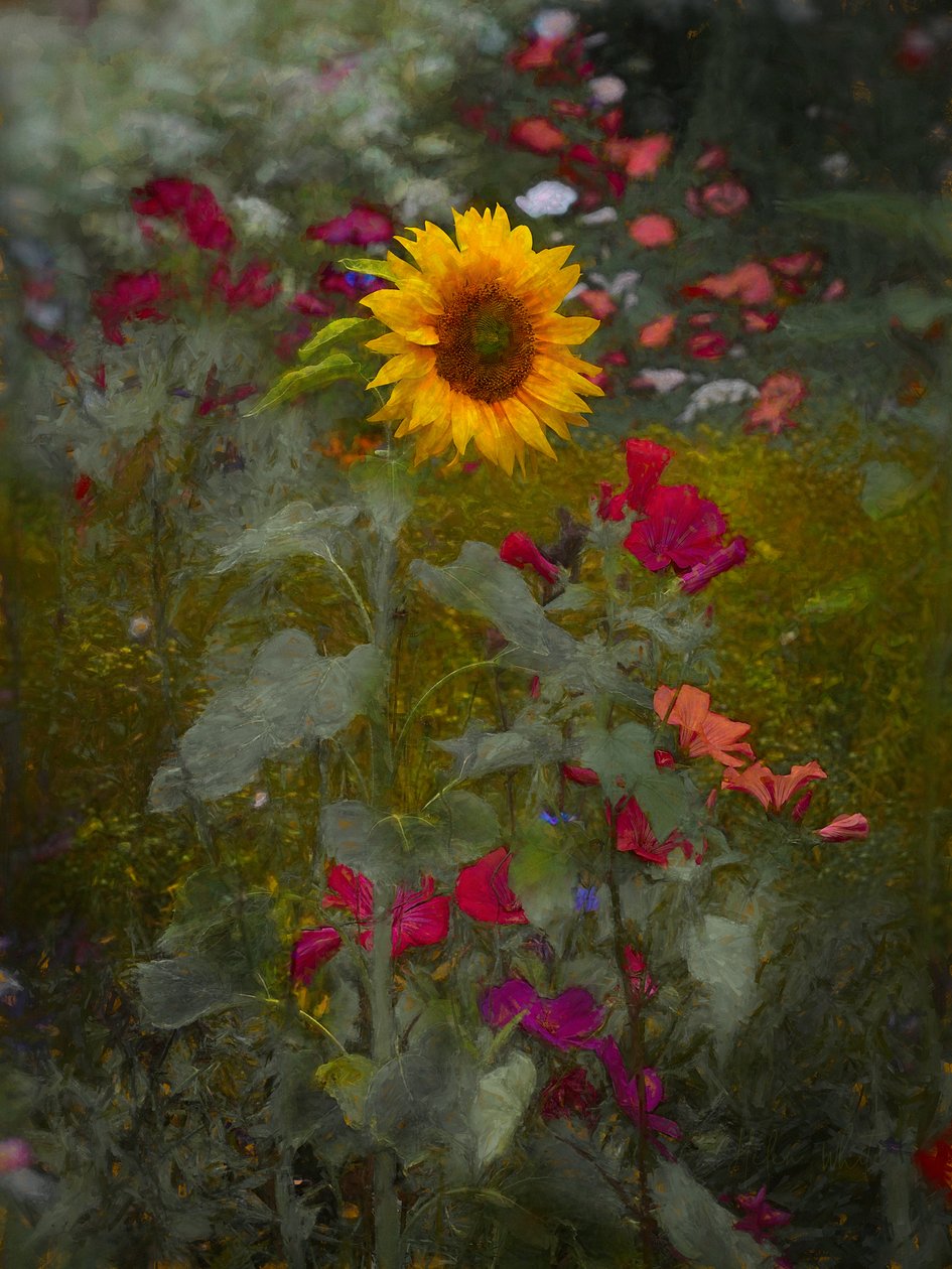 Aurinkokuningas, 2019 tekijältä Helen White