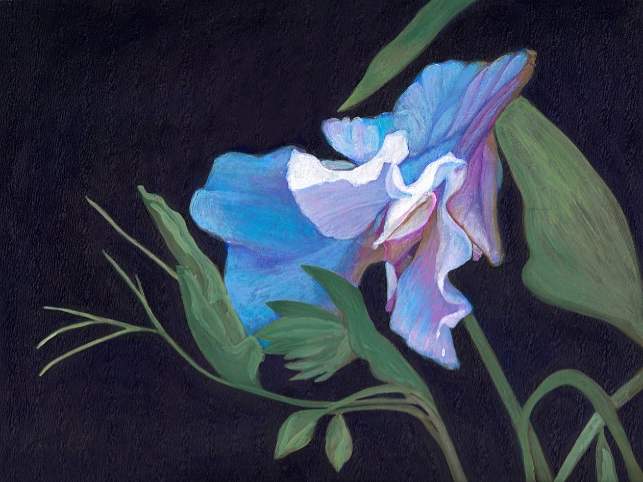 Sweet Pea, 2020 (akryyli aluksella) tekijältä Helen White