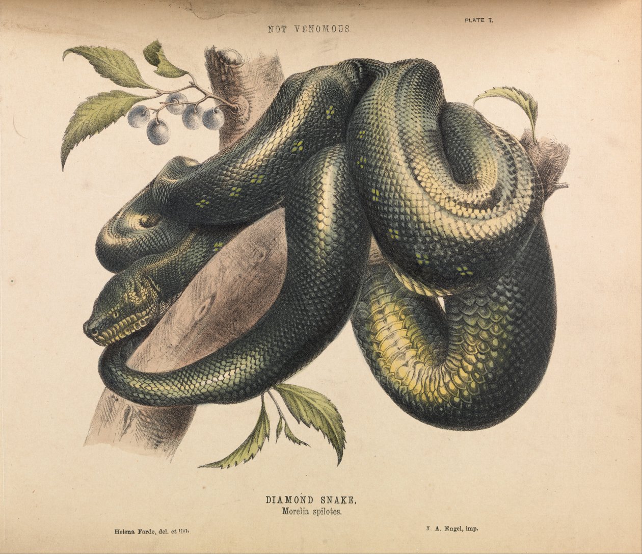Diamond Snake, Morelia spilotes tekijältä Helena Forde