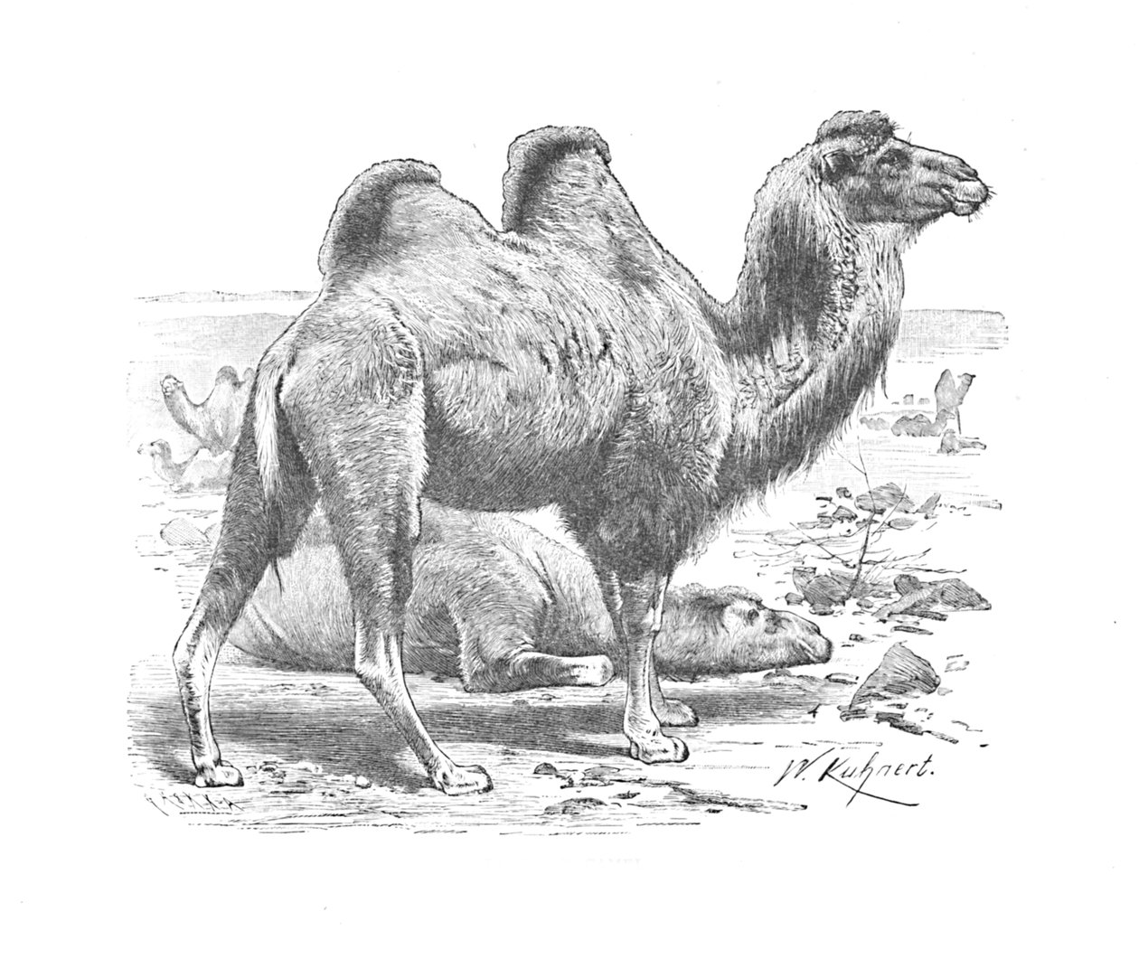 Bactrian Camel, c1900 tekijältä Helena J. Maguire