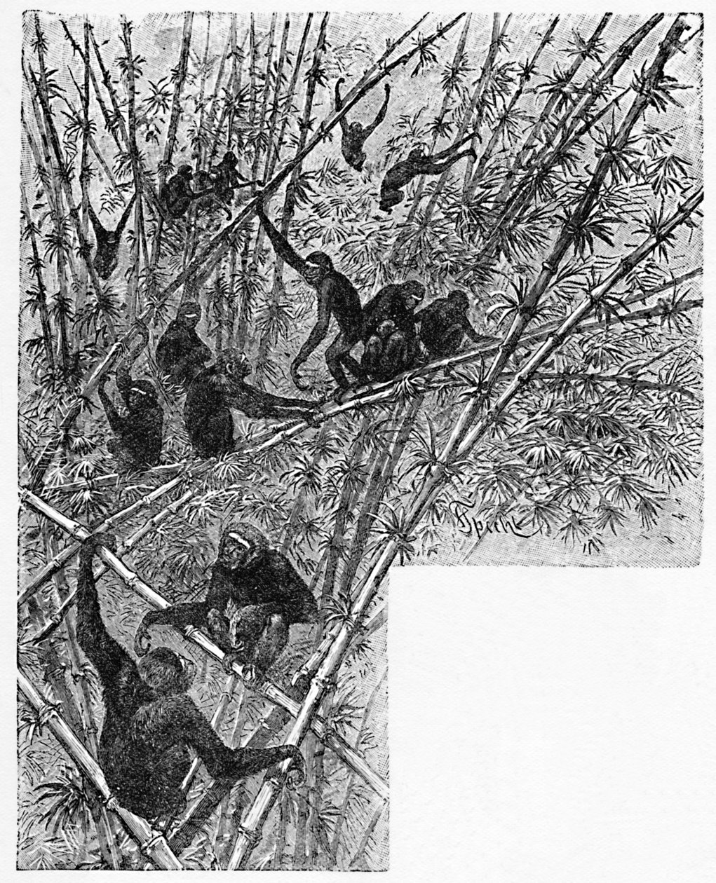 Hoolocks in a Bamboo Jungle, c1900 tekijältä Helena J. Maguire