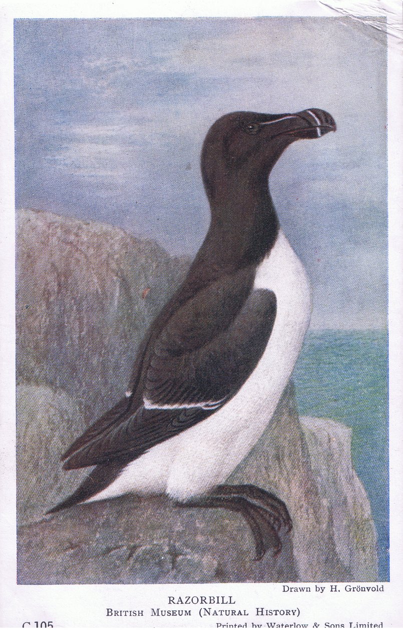 Razorbill, Postikortit,1930-luku tekijältä Hendrik Gronvold