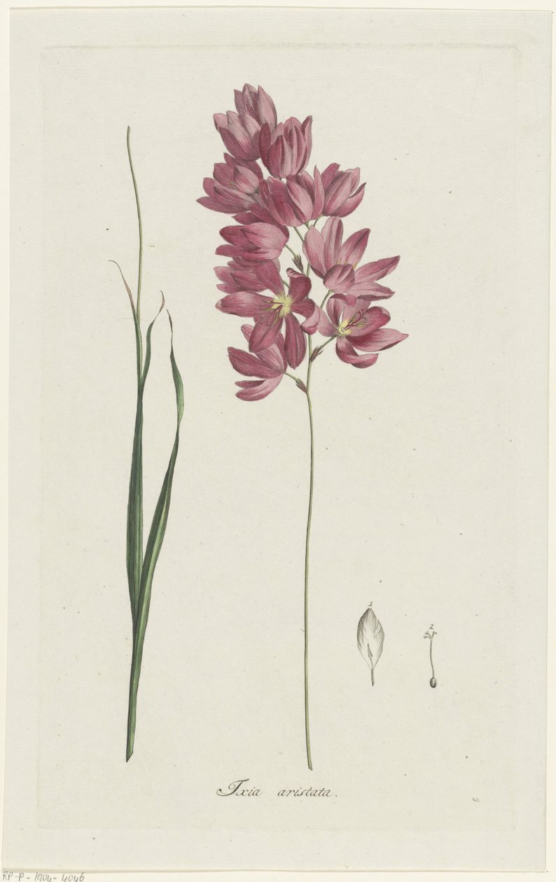 Ixia patentoi isoisän Ixia aristata (otsikko esineessä) tekijältä Hendrik Schwegman