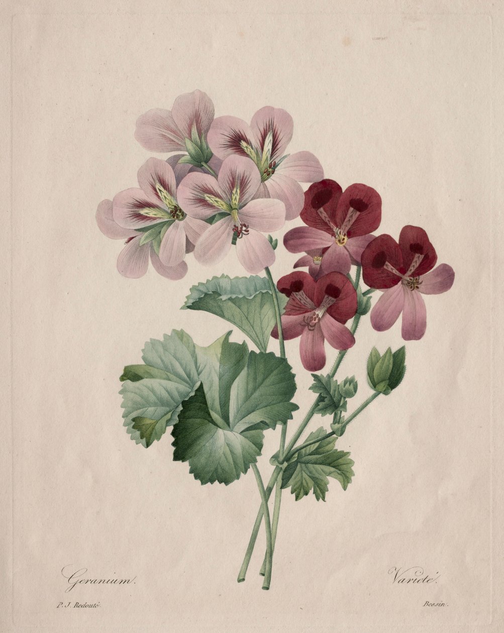 Geranium, 1827. tekijältä Pierre Joseph Redouté