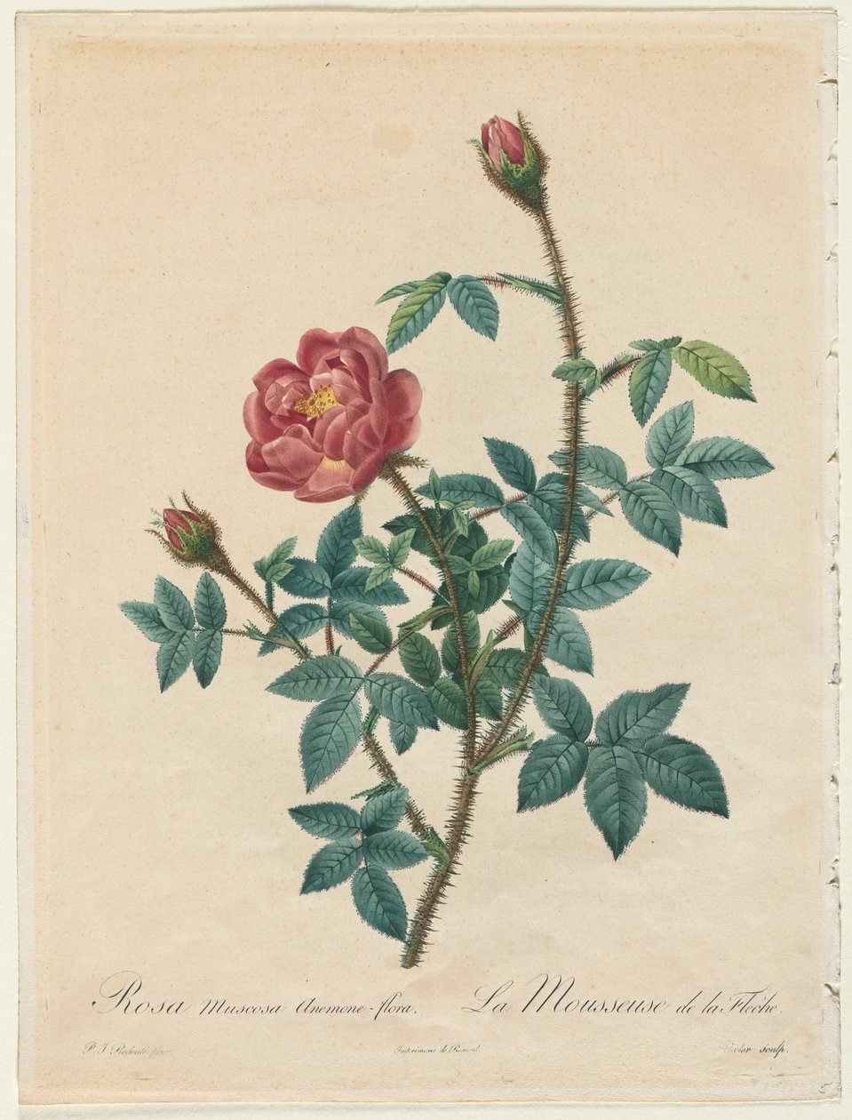 Moss Rose, 1817-1824. tekijältä Pierre Joseph Redouté