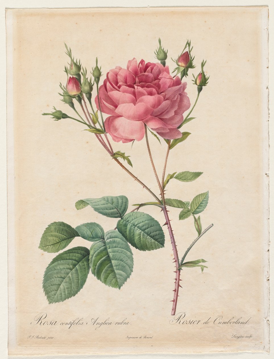 Rosa Centifolia Anglica Rubra, 1817-1824. tekijältä Pierre Joseph Redouté