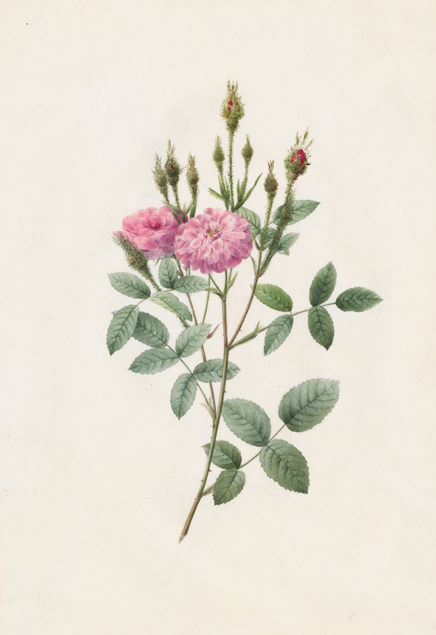 Rosa Pomponiana Muscosa, 1817-1824. tekijältä Pierre Joseph Redouté