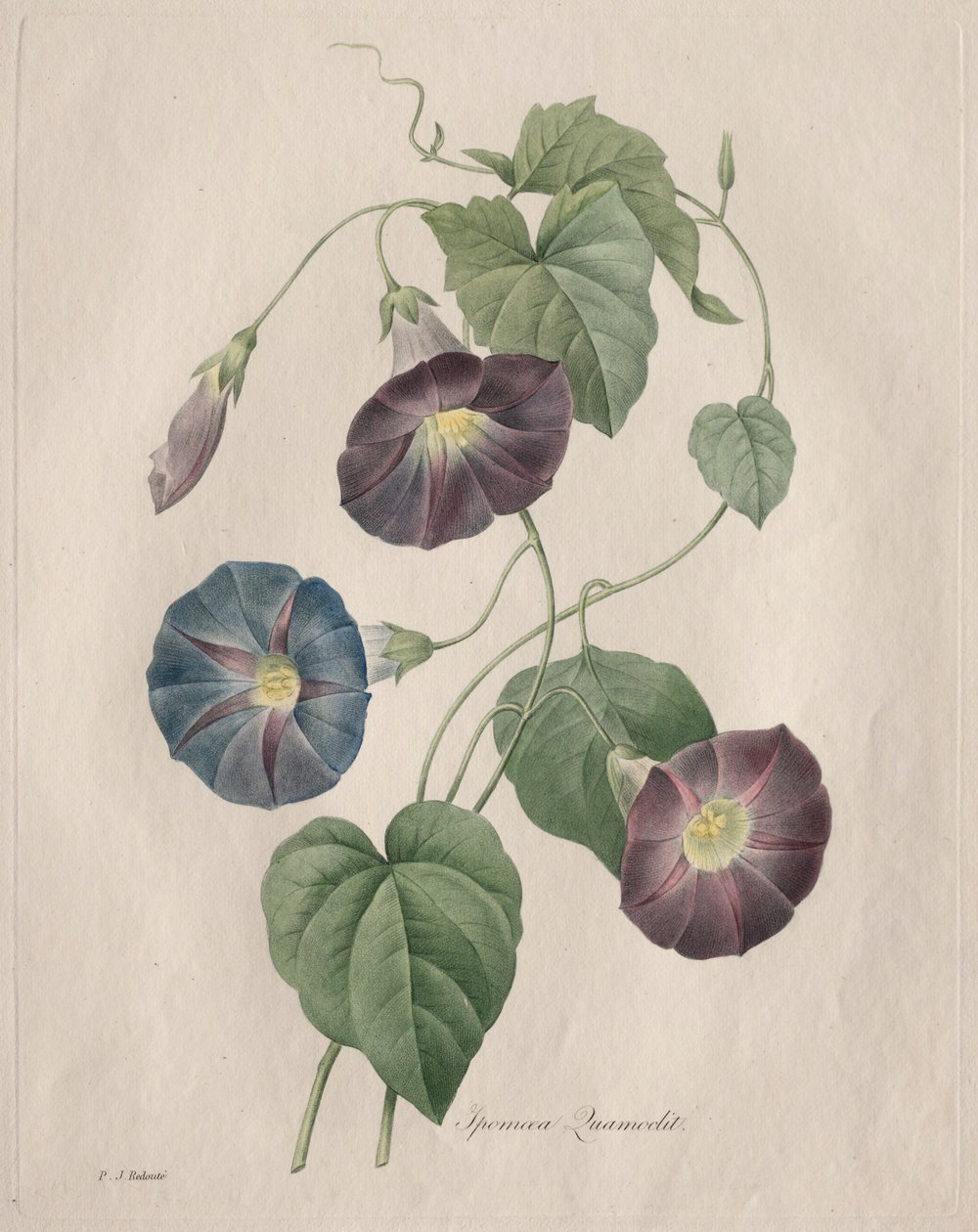 Tähtien kirkkaus Morning-glory, 1827. tekijältä Pierre Joseph Redouté