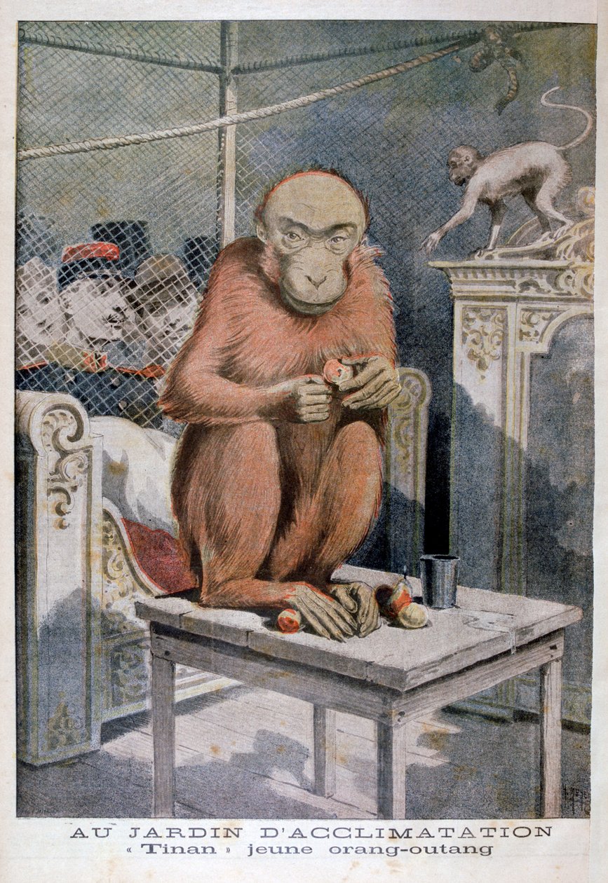 Tinan orangutan, 1896 tekijältä Henri Meyer