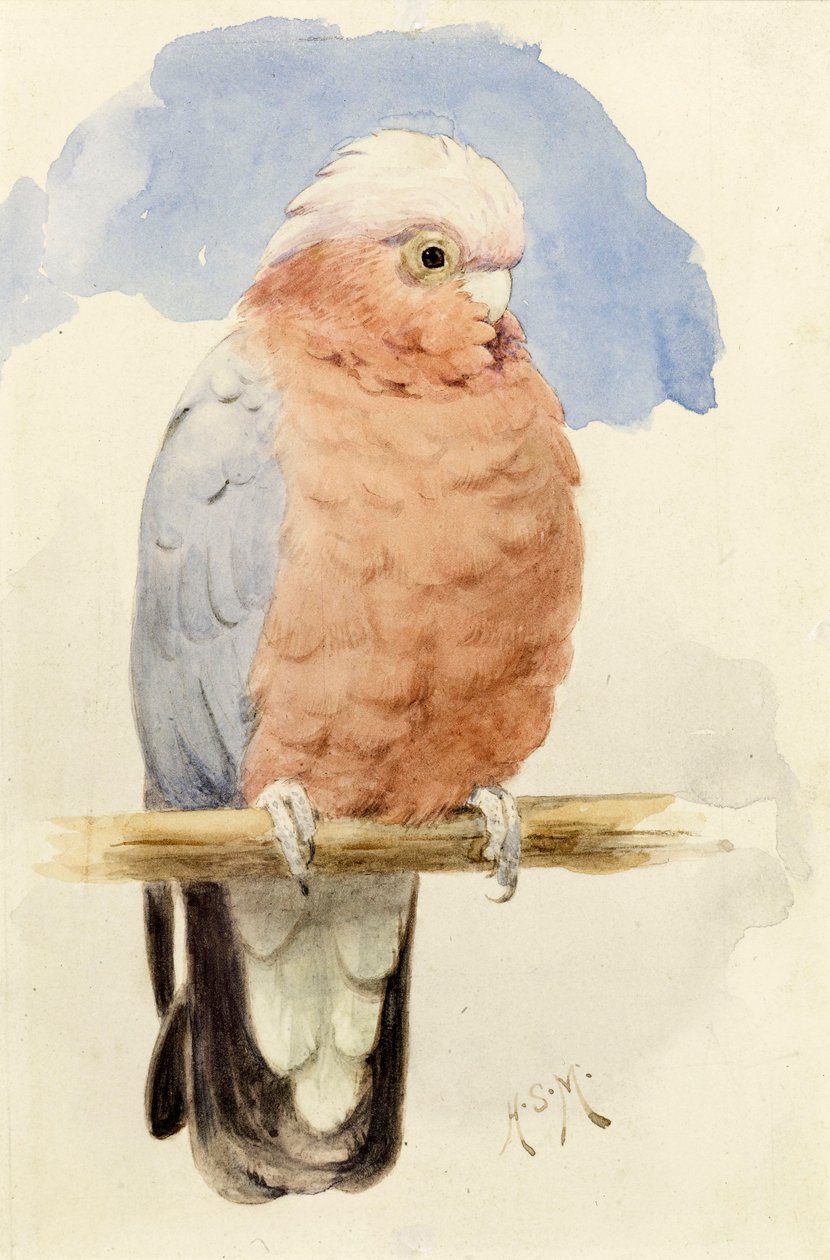 Ruusurintainen kakadu, n. 1890 tekijältä Henry Stacey Marks