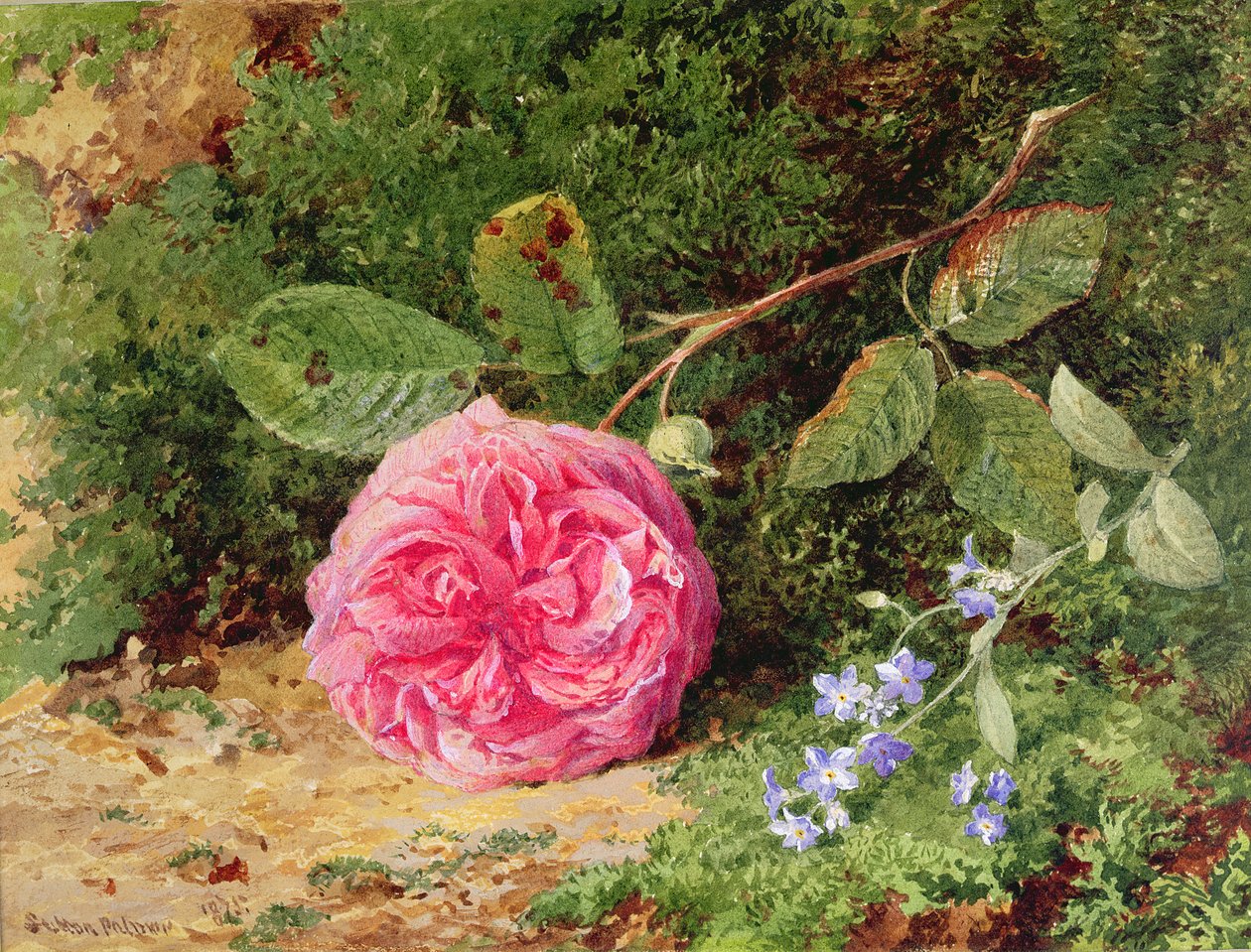 Vaaleanpunainen ruusu sammaleella, 1875 tekijältä Henry Sutton Palmer
