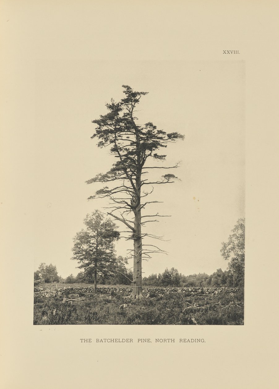 The Batchelder Pine, North Reading tekijältä Henry Brooks