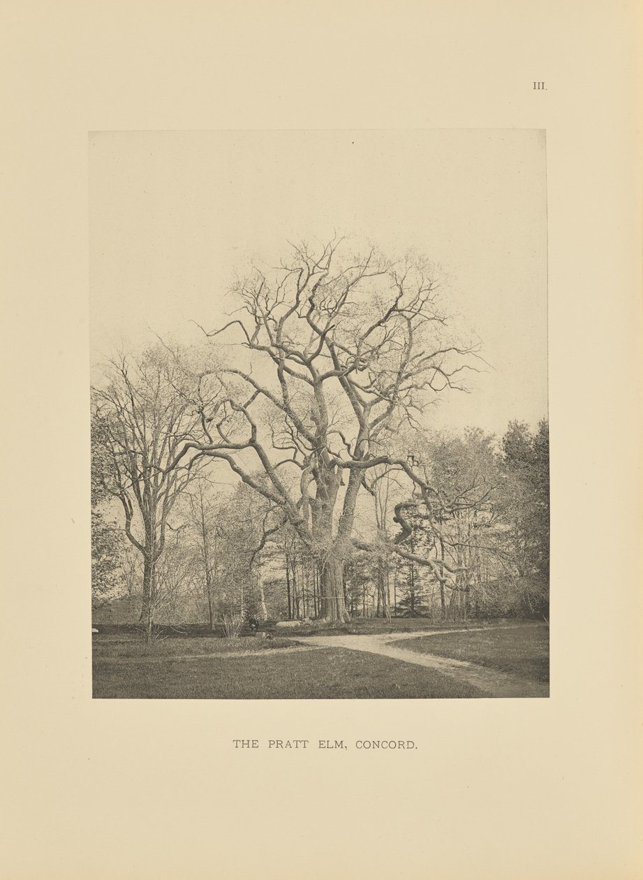 Pratt Elm, Concord tekijältä Henry Brooks