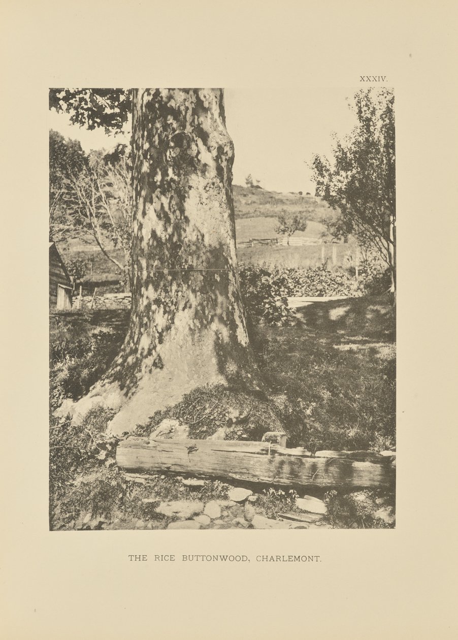 Rice Buttonwood, Charlemont tekijältä Henry Brooks