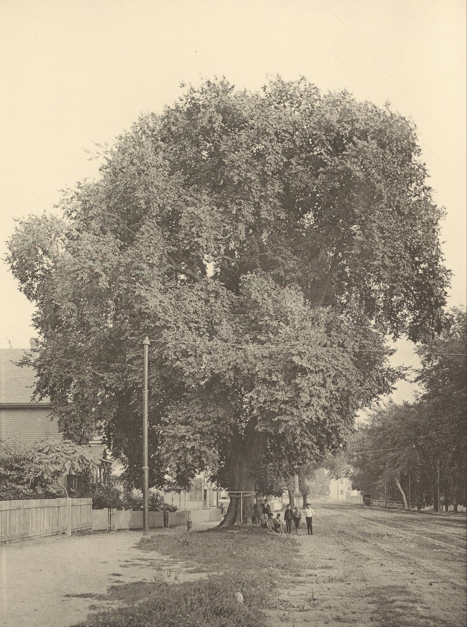 Whittemore Elm, Arlington tekijältä Henry Brooks