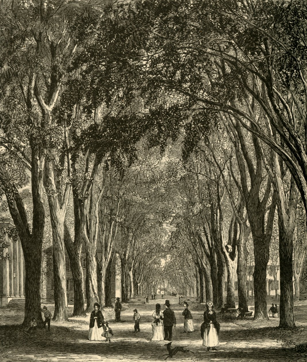 "New-Haven Elms", 1874. tekijältä Henry Duff Linton