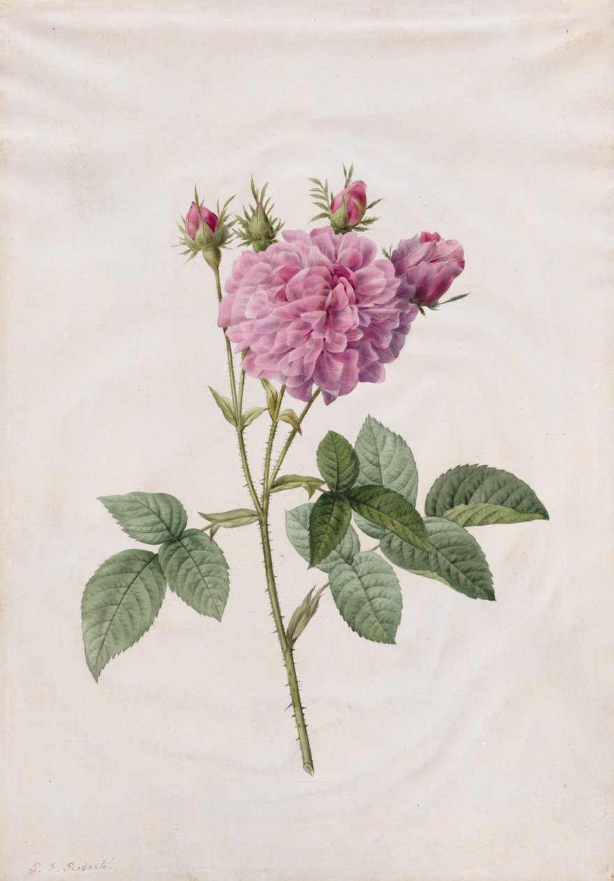 Agatha Rose (Rosa Gallica Agatha) tekijältä Henry Joseph Redouté