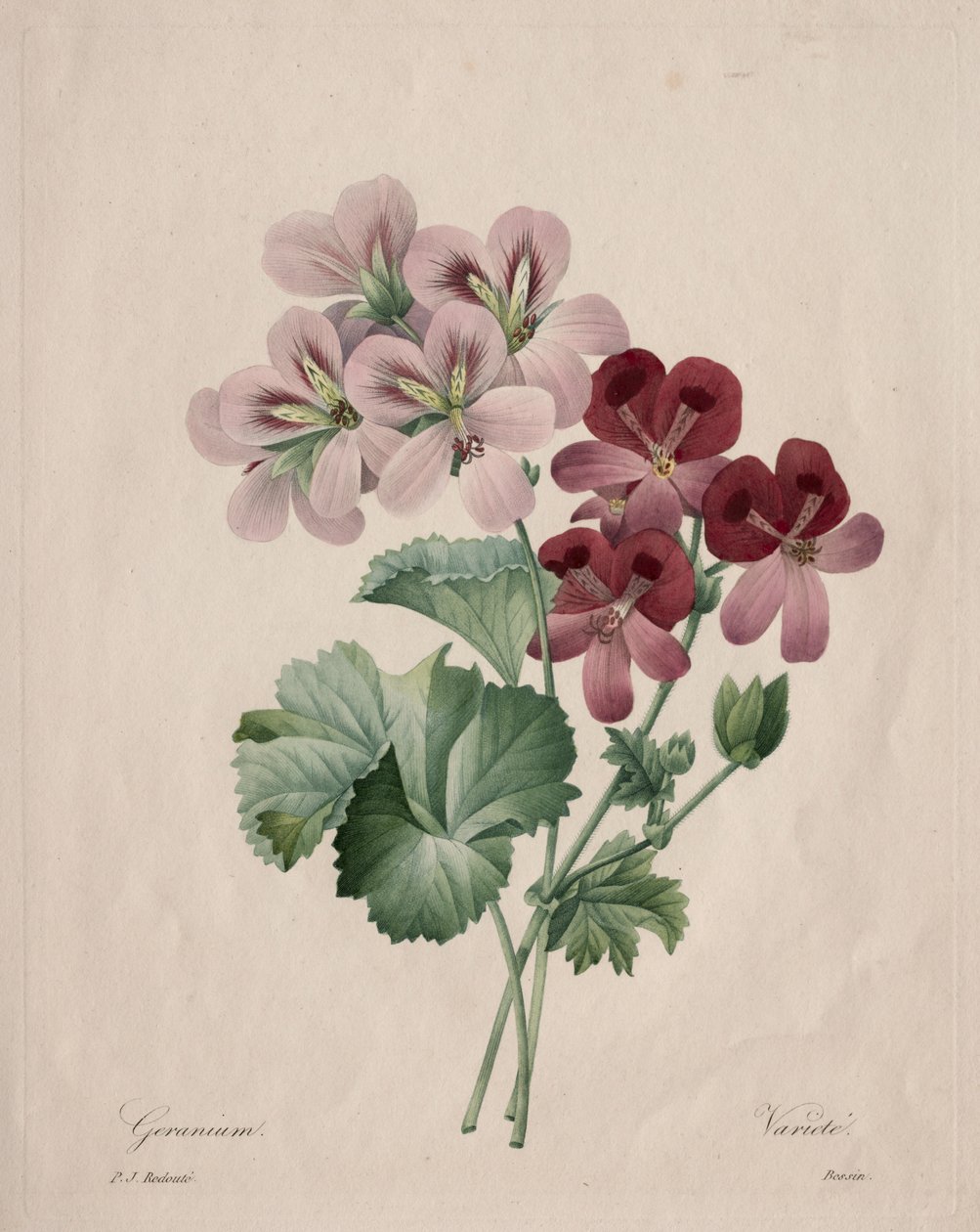 Geranium tekijältä Henry Joseph Redouté