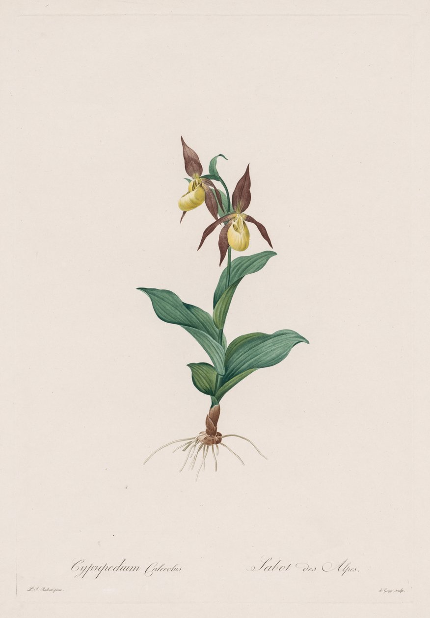 Les Liliacées: Cypripedium calceolus tekijältä Henry Joseph Redouté