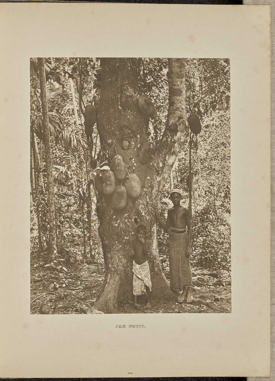 Jak Fruit tekijältä Henry W. Cave