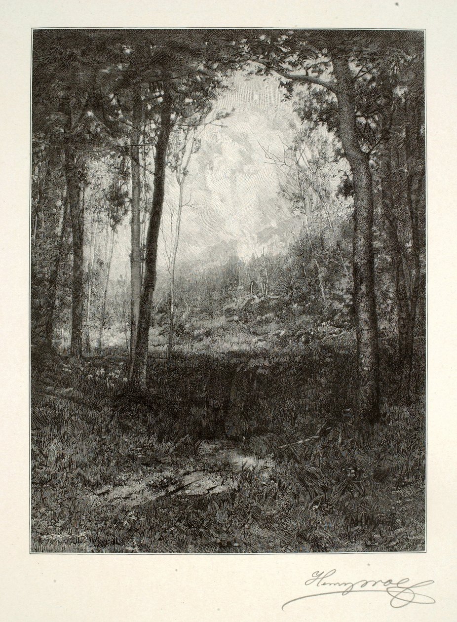 Adirondacksissa tekijältä Henry Wolf