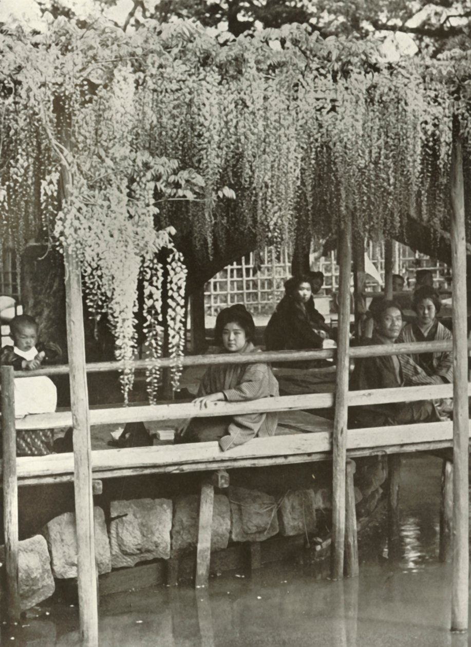 Wisteria Arbor Kameidossa, 1910. tekijältä Herbert Ponting