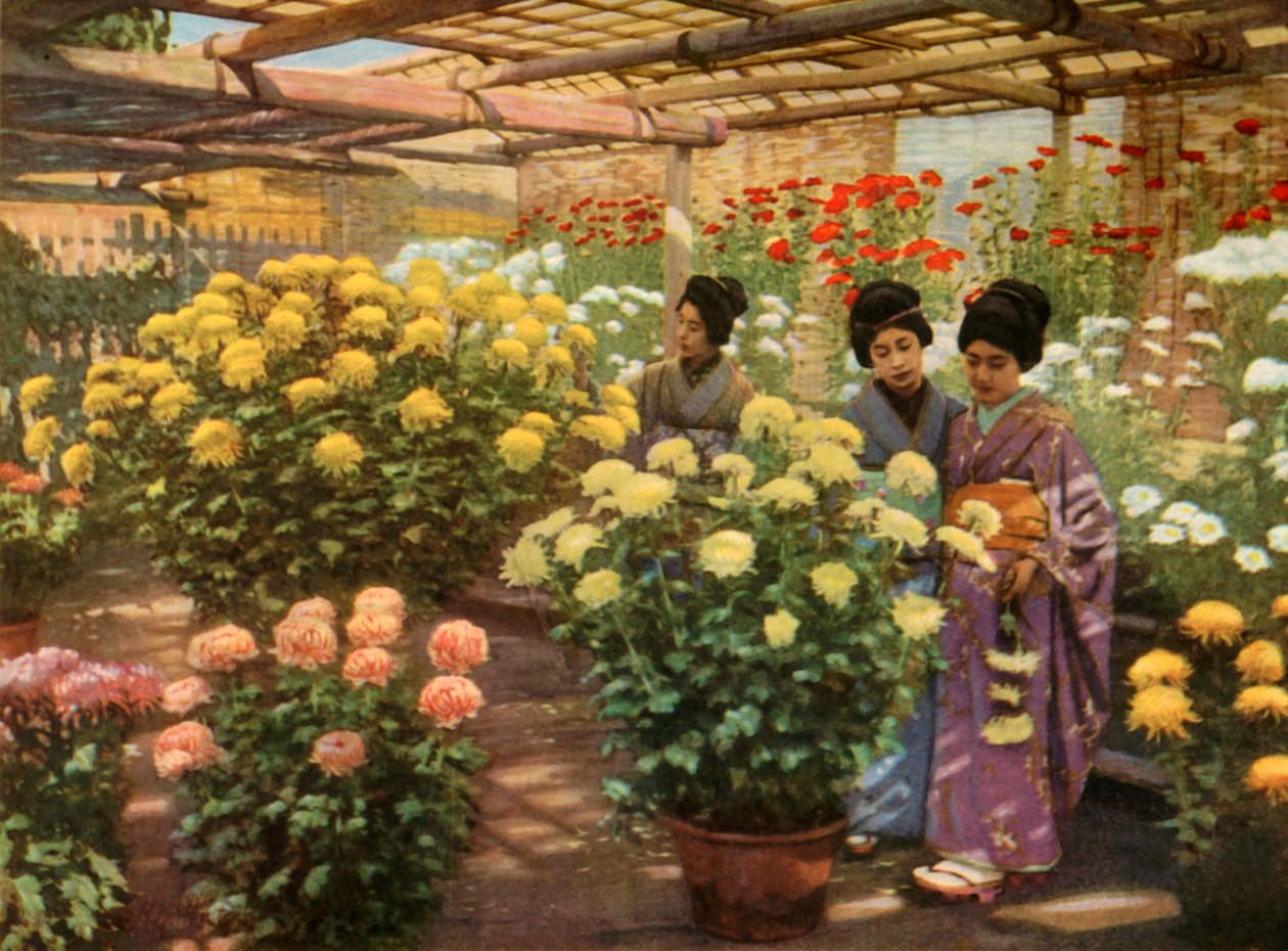 Chrysanthemum Show