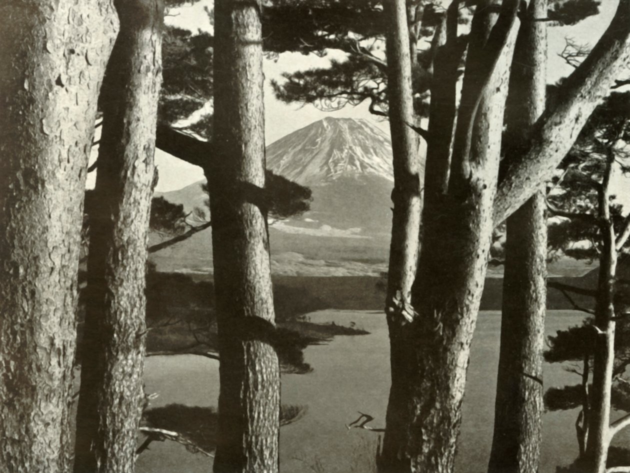 Fuji ja mäntypuut, 1910. tekijältä Herbert Ponting