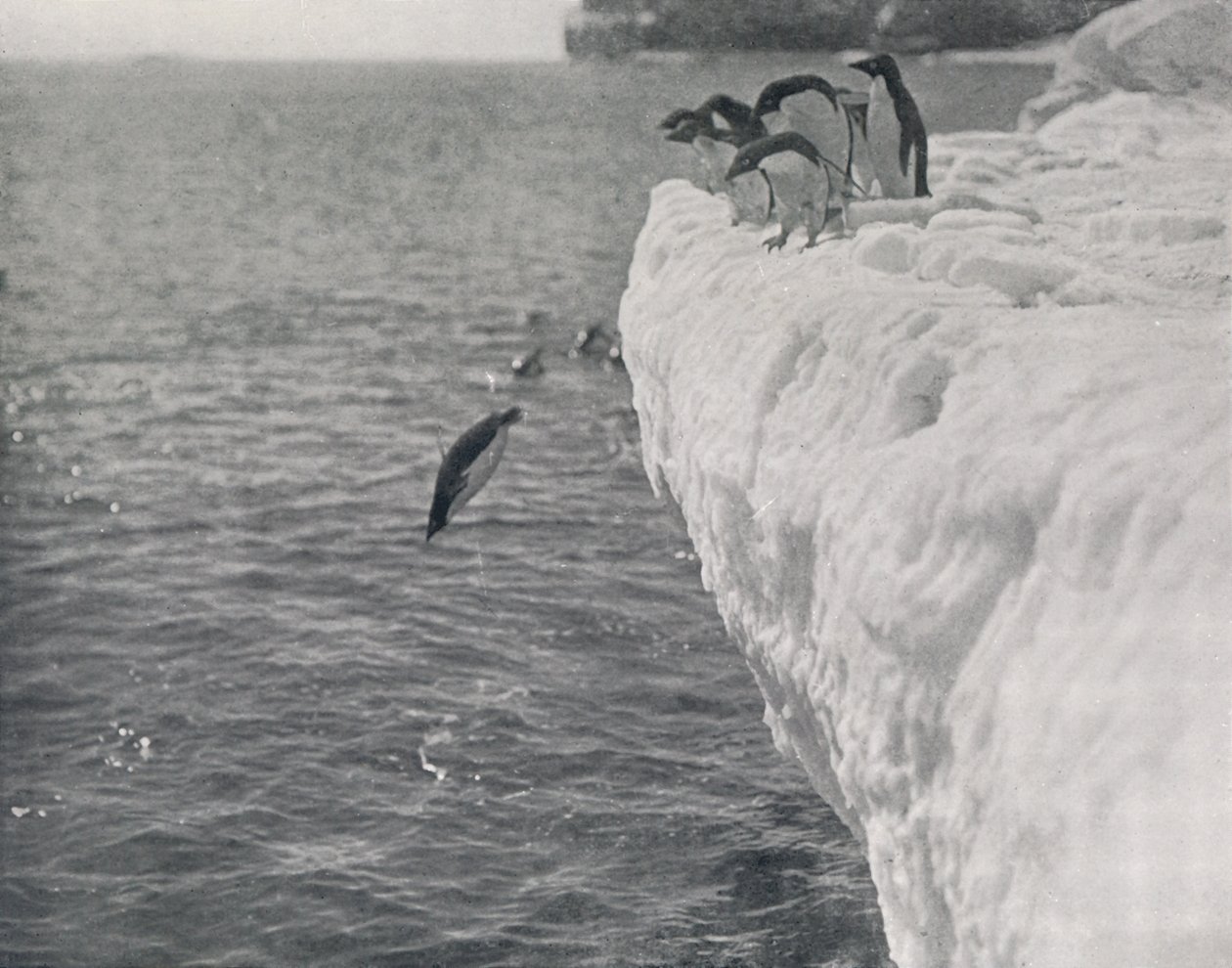 Penguins Diving, c1911, 1913 tekijältä Herbert Ponting