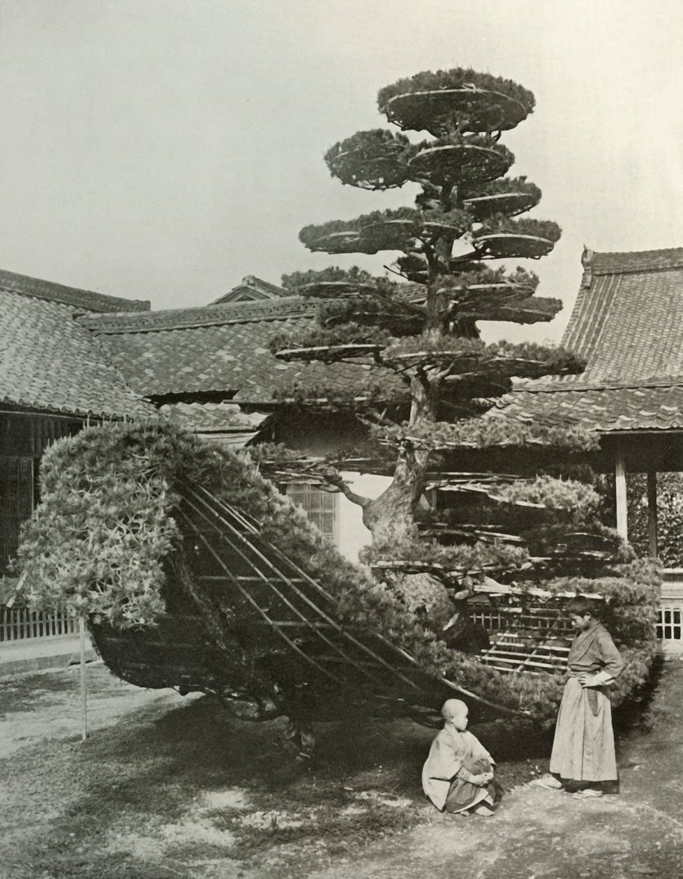 Pine-Tree Junk Kinkakujissa, 1910. tekijältä Herbert Ponting