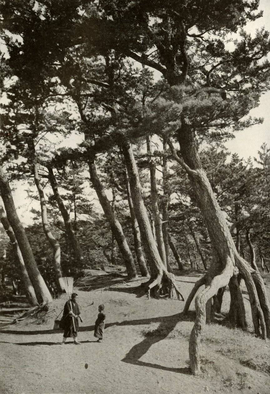 The Pines of Shizu-Ura, 1910. tekijältä Herbert Ponting