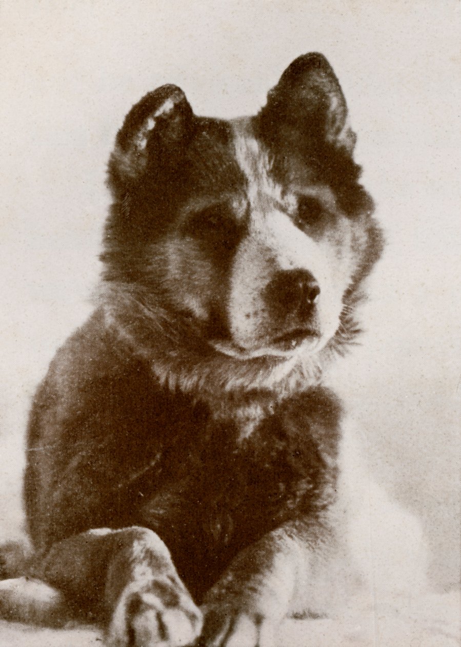 Vida, s.19101913, 1913. tekijältä Herbert Ponting