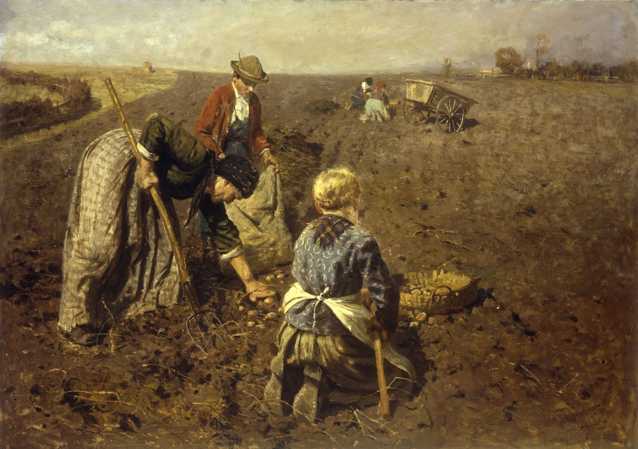 Perunasato tekijältä Herman Hartwich