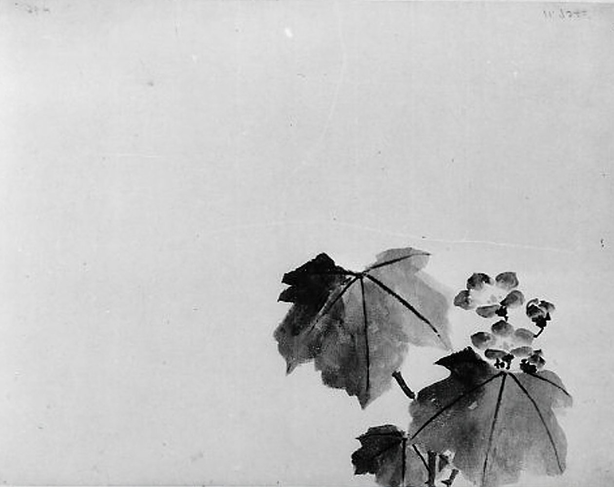 Kellokukka, 1800-luku. tekijältä Hokusai School.