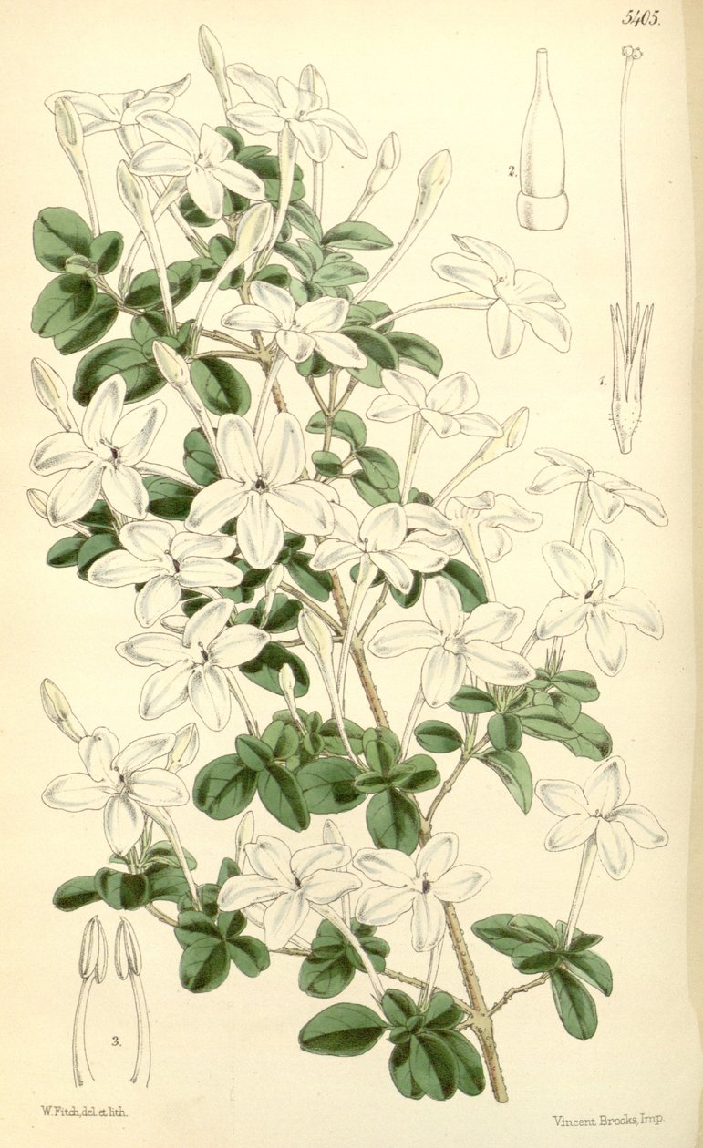 Pseuderanthemum tuberculatum tekijältä Hooker f.