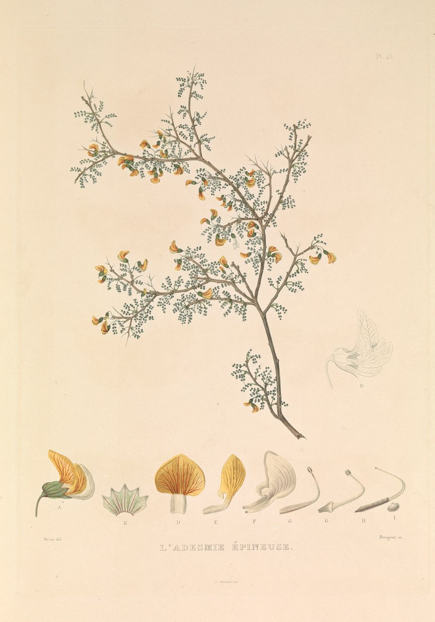 Adesmie Épineuse" (Piikkinen adesmia) tekijältä Hyacinthe Yves Philippe (1781 1846) Potentien