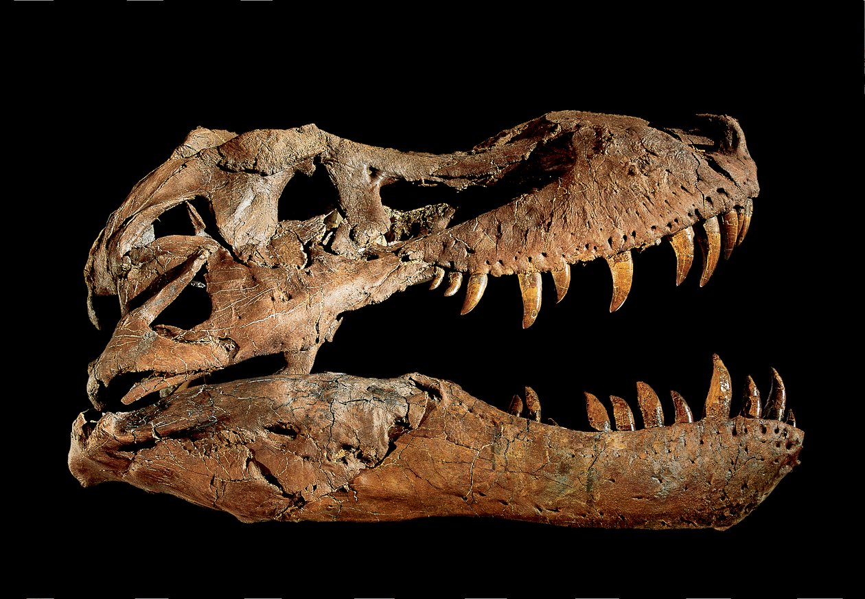 Tyrannosaurus Rexin fossiilinen kallo "Sue....". tekijältä Ira Block
