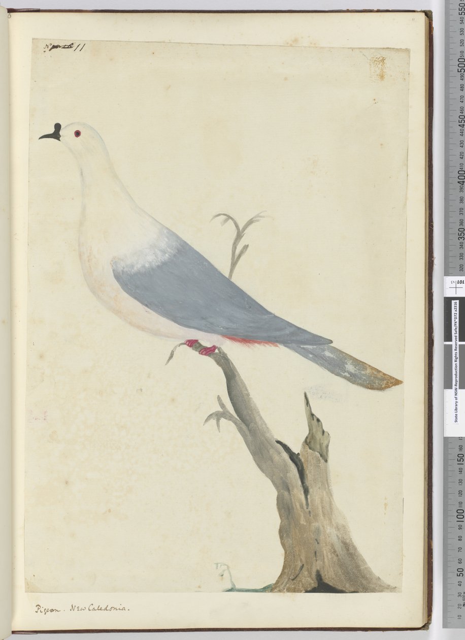 F.11 Pigeon. Uusi-Kaledonia, 1772-75 (wc) tekijältä Isaac Smith