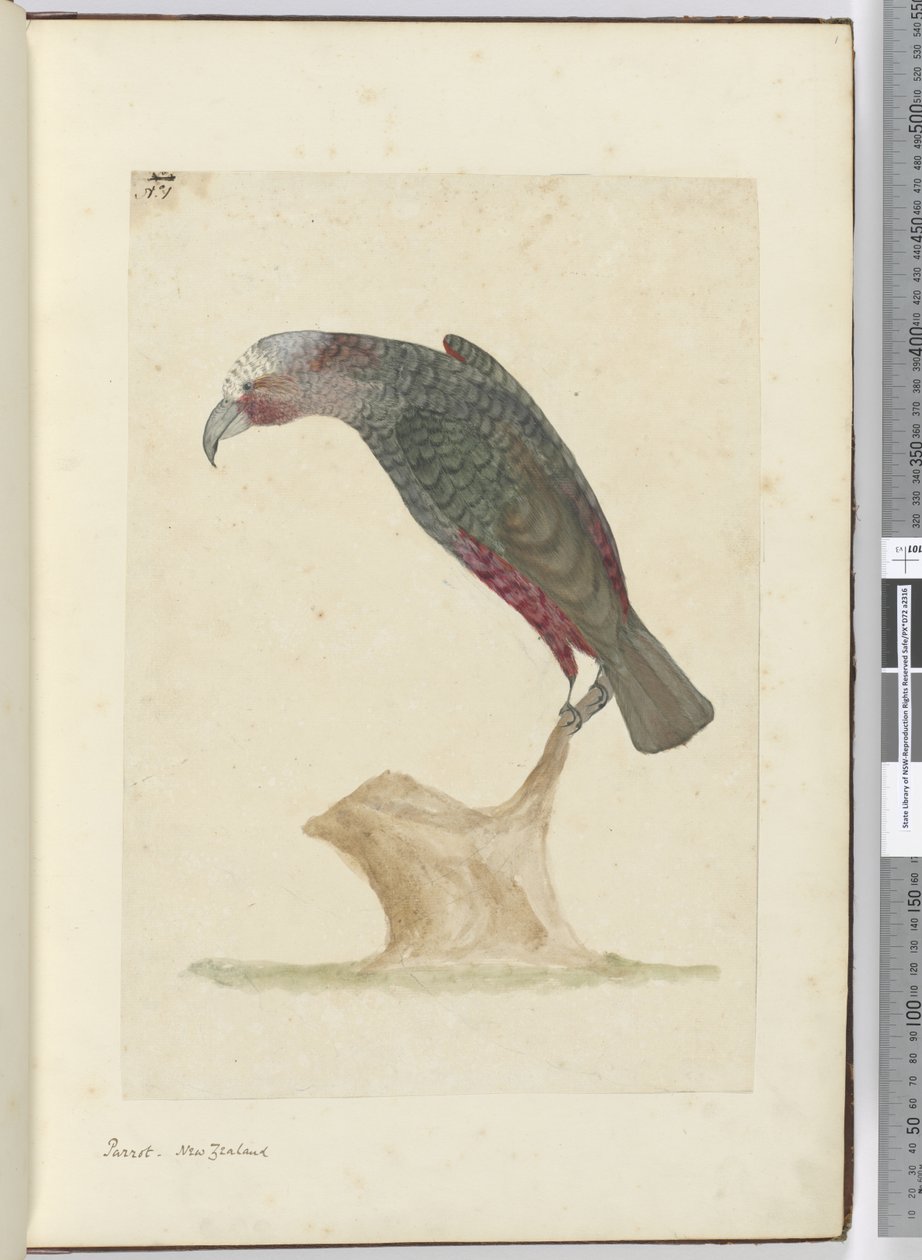 F.1 Parrot, Uusi-Seelanti, 1772-75 (wc) tekijältä Isaac Smith