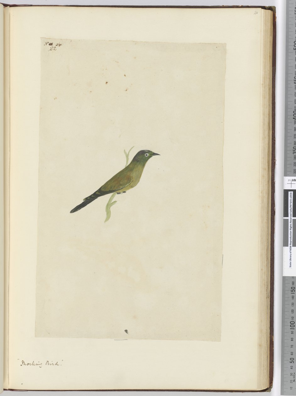 F.22 Pilkkilintu, 1772-75 (wc) tekijältä Isaac Smith